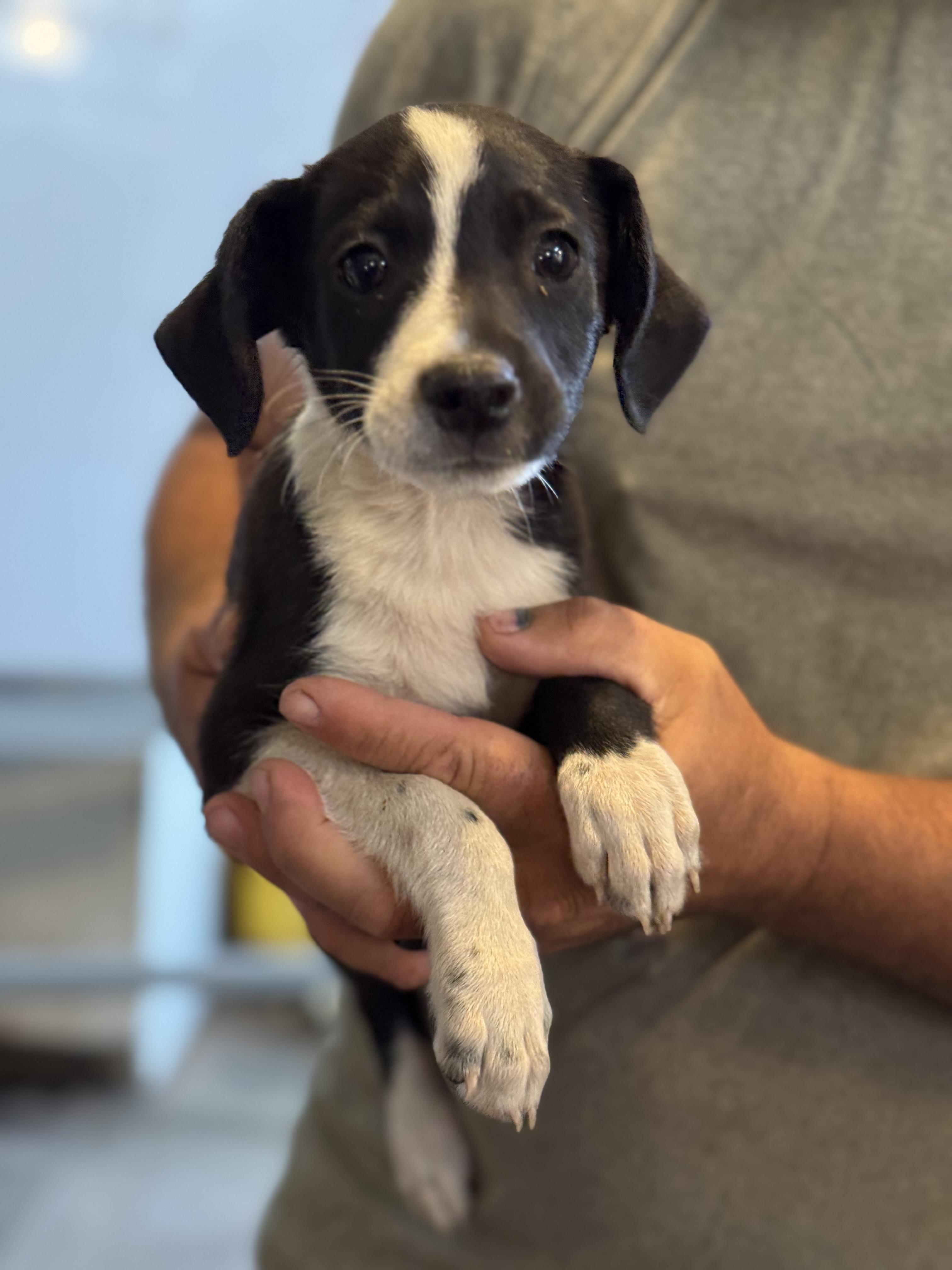Celery, Adopted, Puppy Male Australian Shepherd.