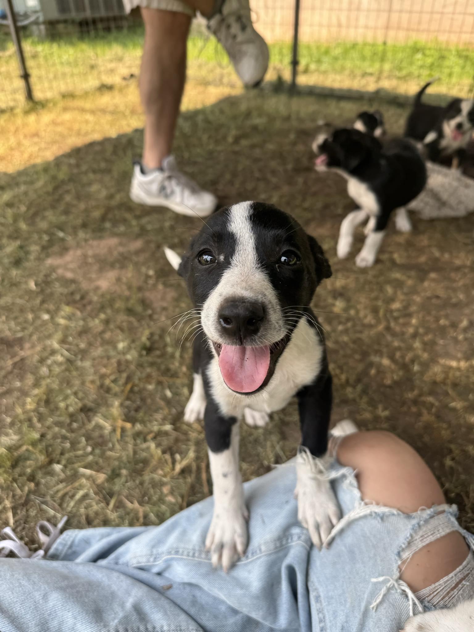 Celery, a Adopted mixed breed in minneapolis, MN image 2/5
