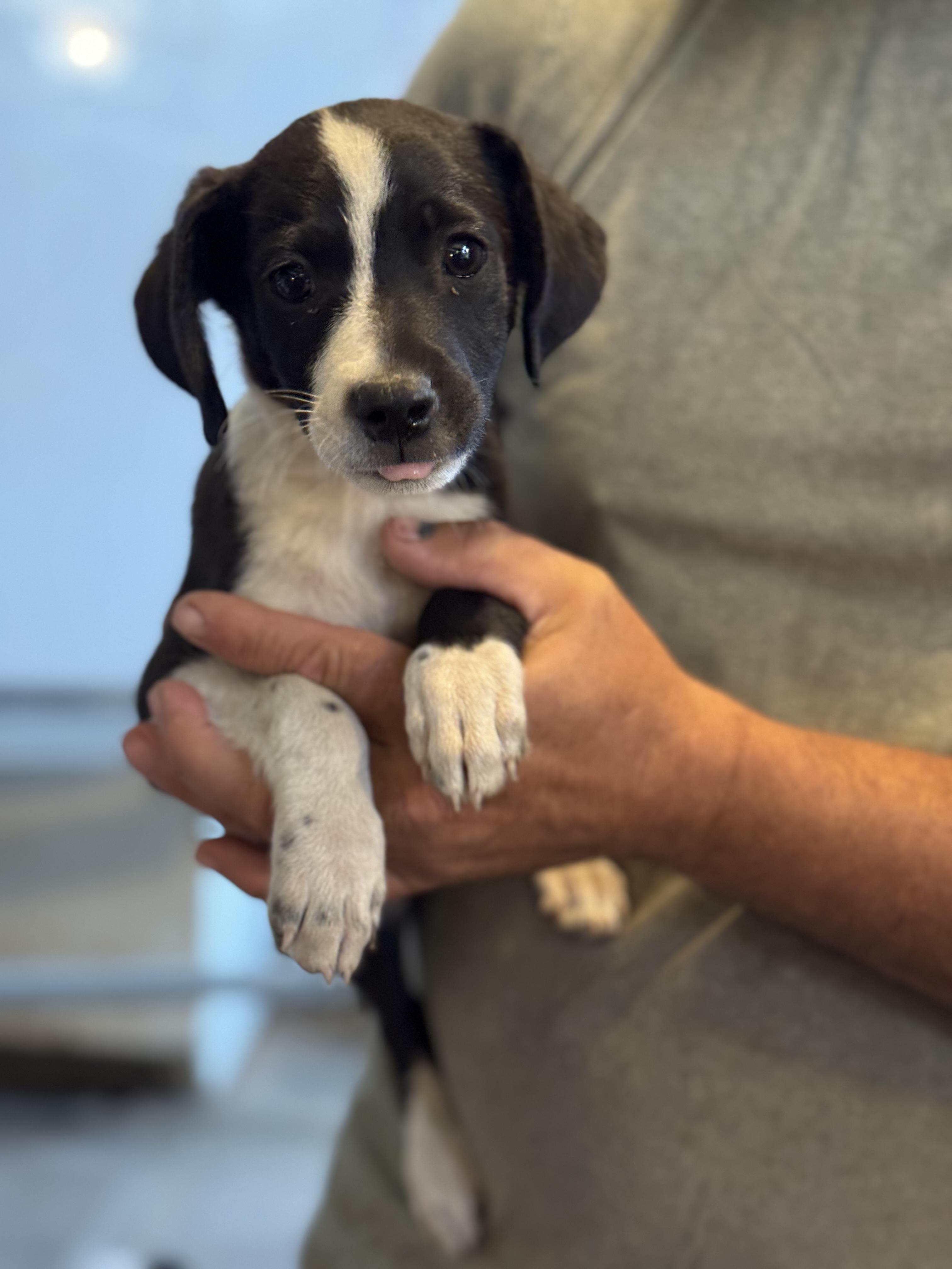 Celery, a Adopted mixed breed in minneapolis, MN image 3/5