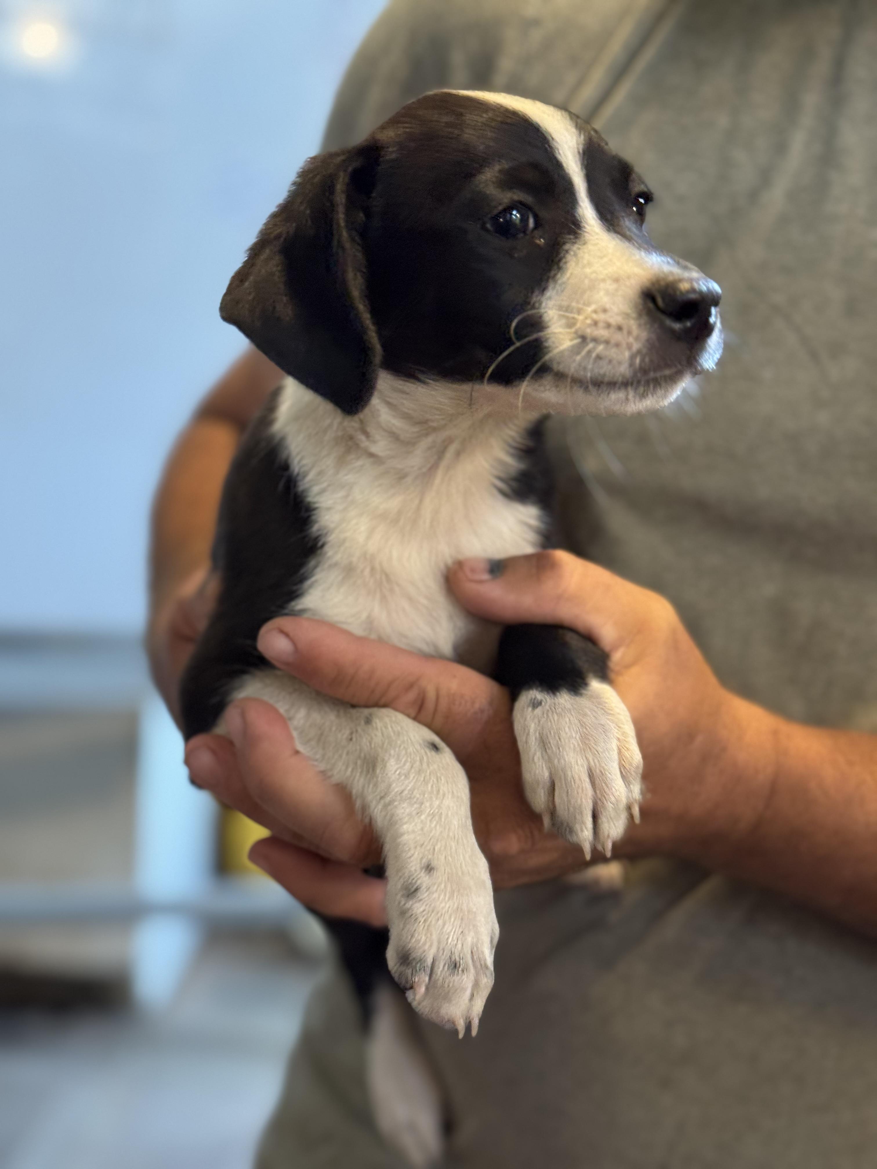 Celery, a Adopted mixed breed in minneapolis, MN image 4/5