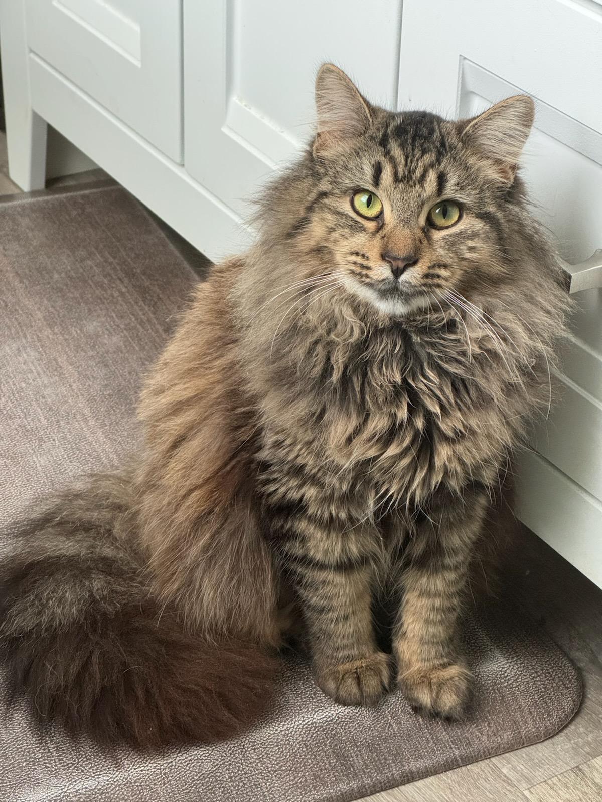 Enlarge Rose, an adopted Domestic Long Hair in Seneca, PA image 1/1