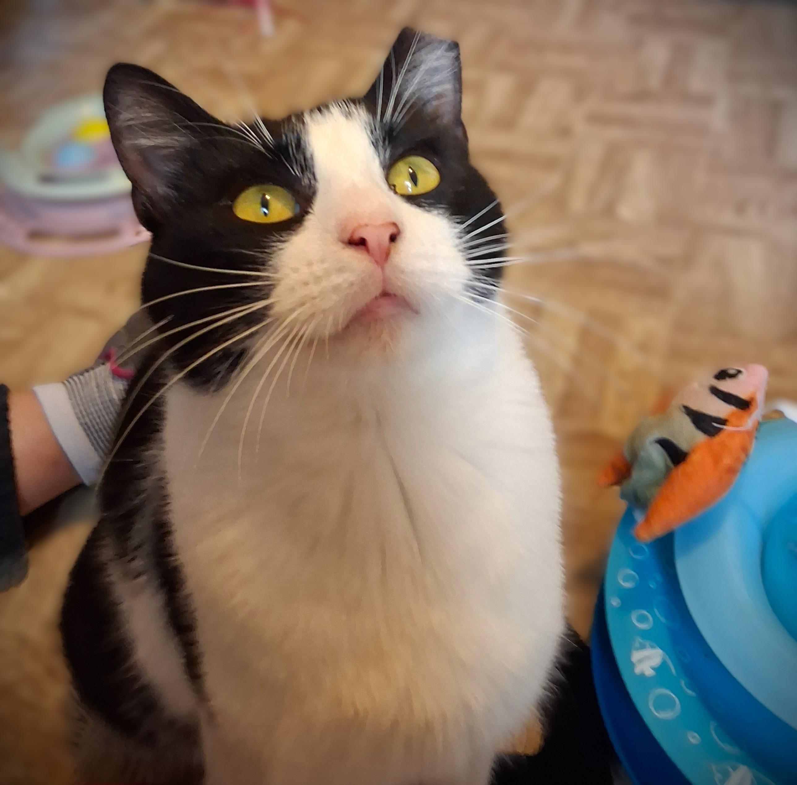 Enlarge Bailey, a ADOPTABLE Domestic Short Hair in Mankato, MN image 6/6