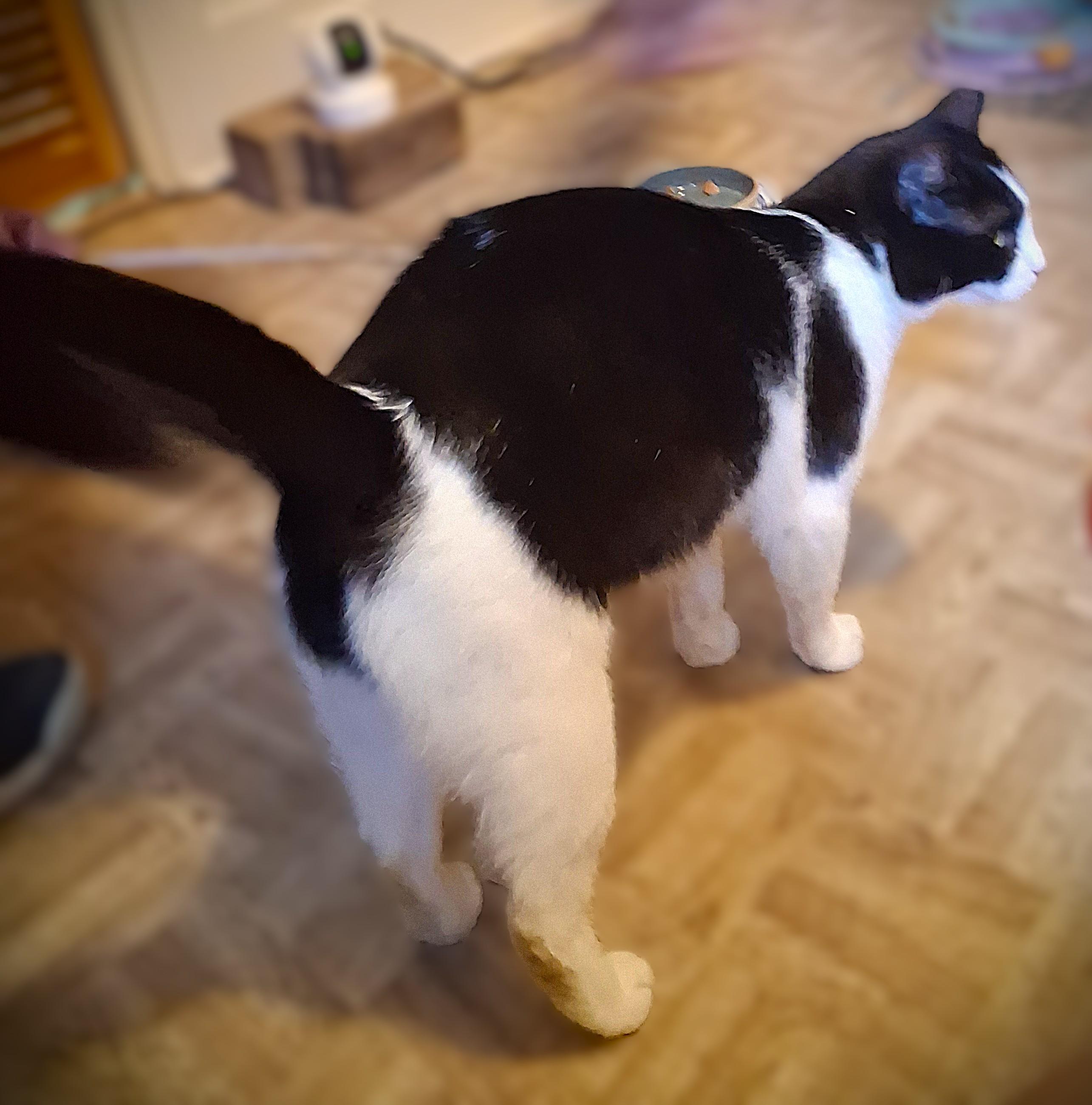 Enlarge Bailey, a ADOPTABLE Domestic Short Hair in Mankato, MN image 2/6