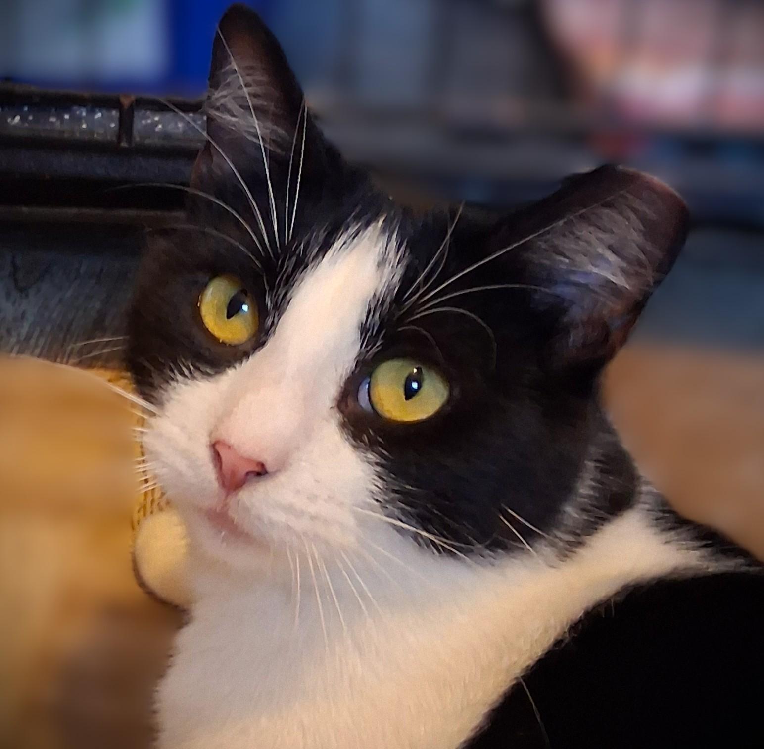 Enlarge Bailey, a ADOPTABLE Domestic Short Hair in Mankato, MN image 4/6