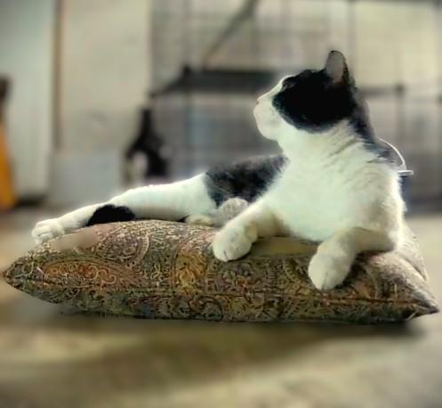Enlarge Bailey, a ADOPTABLE Domestic Short Hair in Mankato, MN image 1/6