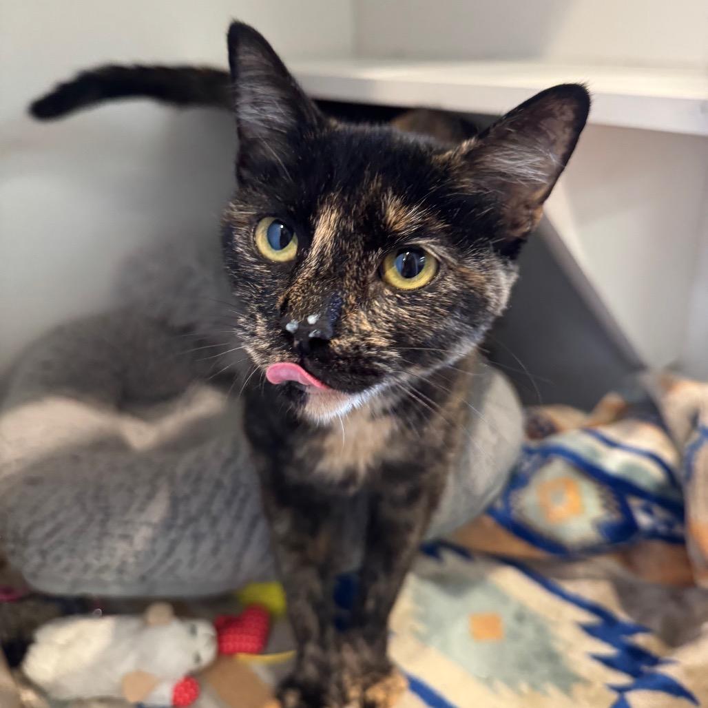 Enlarge Tilly, a Adoptable Domestic Short Hair in Buellton, CA image 1/2