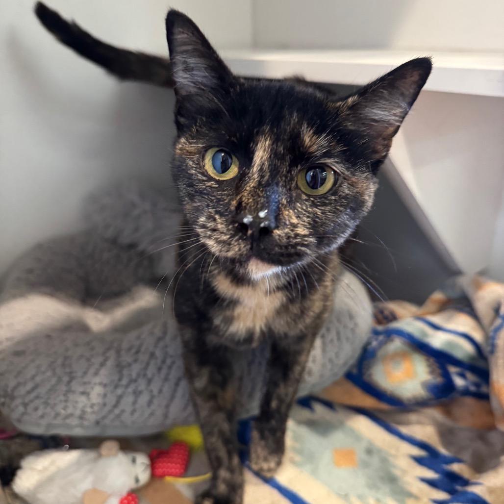 Enlarge Tilly, a Adoptable Domestic Short Hair in Buellton, CA image 2/2