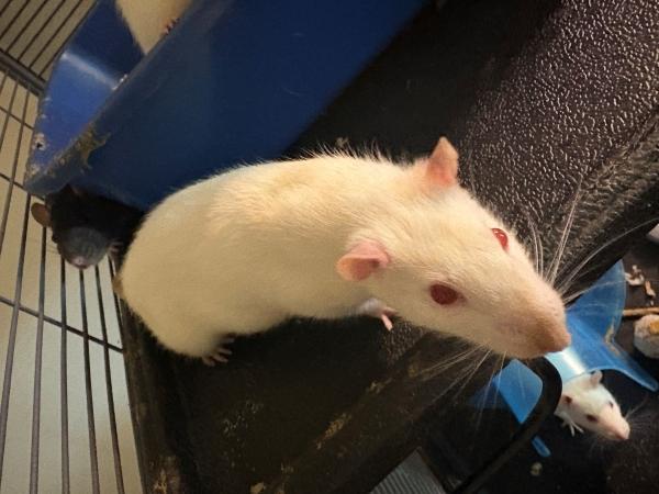 Velvet (The Anime Girls), Adoptable, Adult Female Rat.