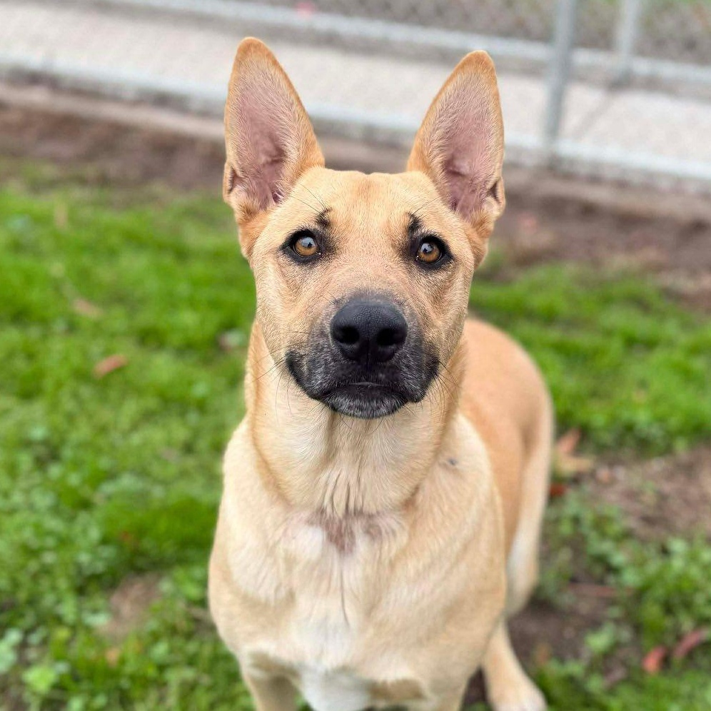 Maui, ADOPTABLE, Young Female German Shepherd Dog.