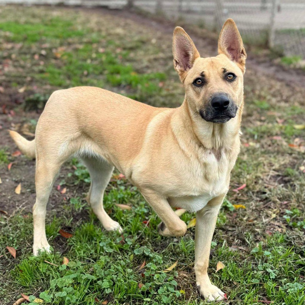 Enlarge Maui, a ADOPTABLE mixed breed in Lafayette, CA image 2/2