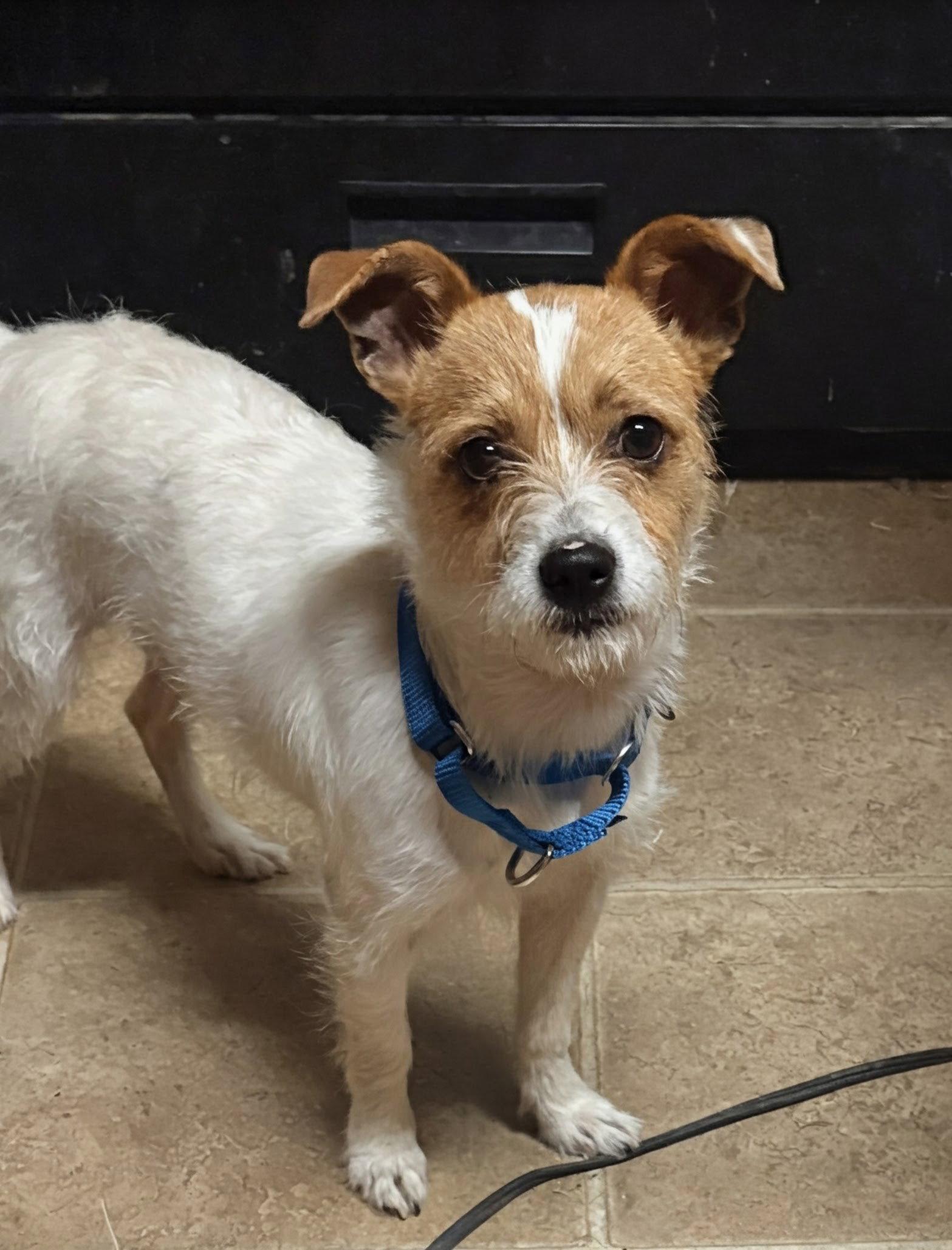 Waffles, Adopted, Puppy Male Parson Russell Terrier.