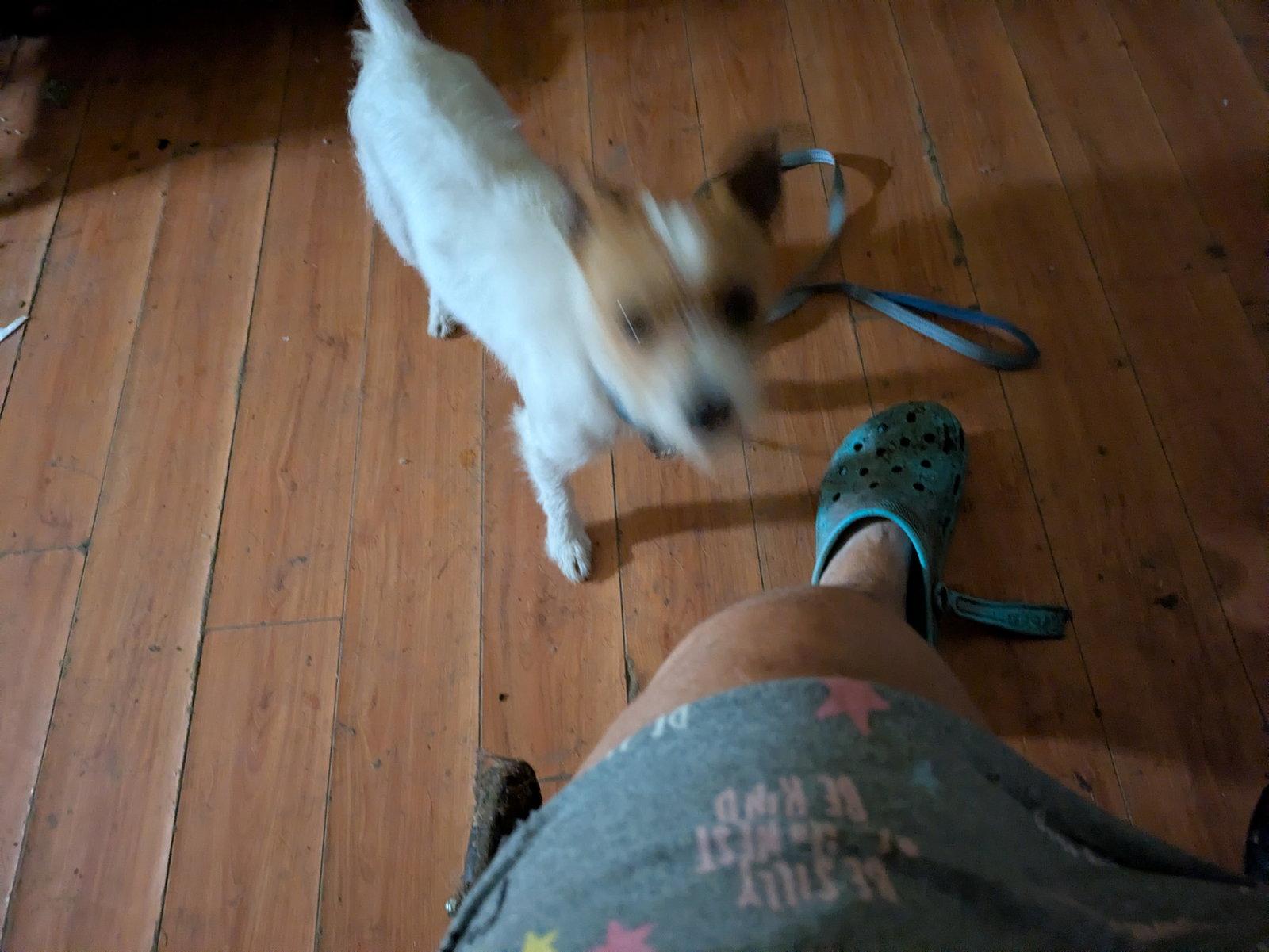 Waffles, a Adopted Parson Russell Terrier in Orange Grove, TX image 2/3