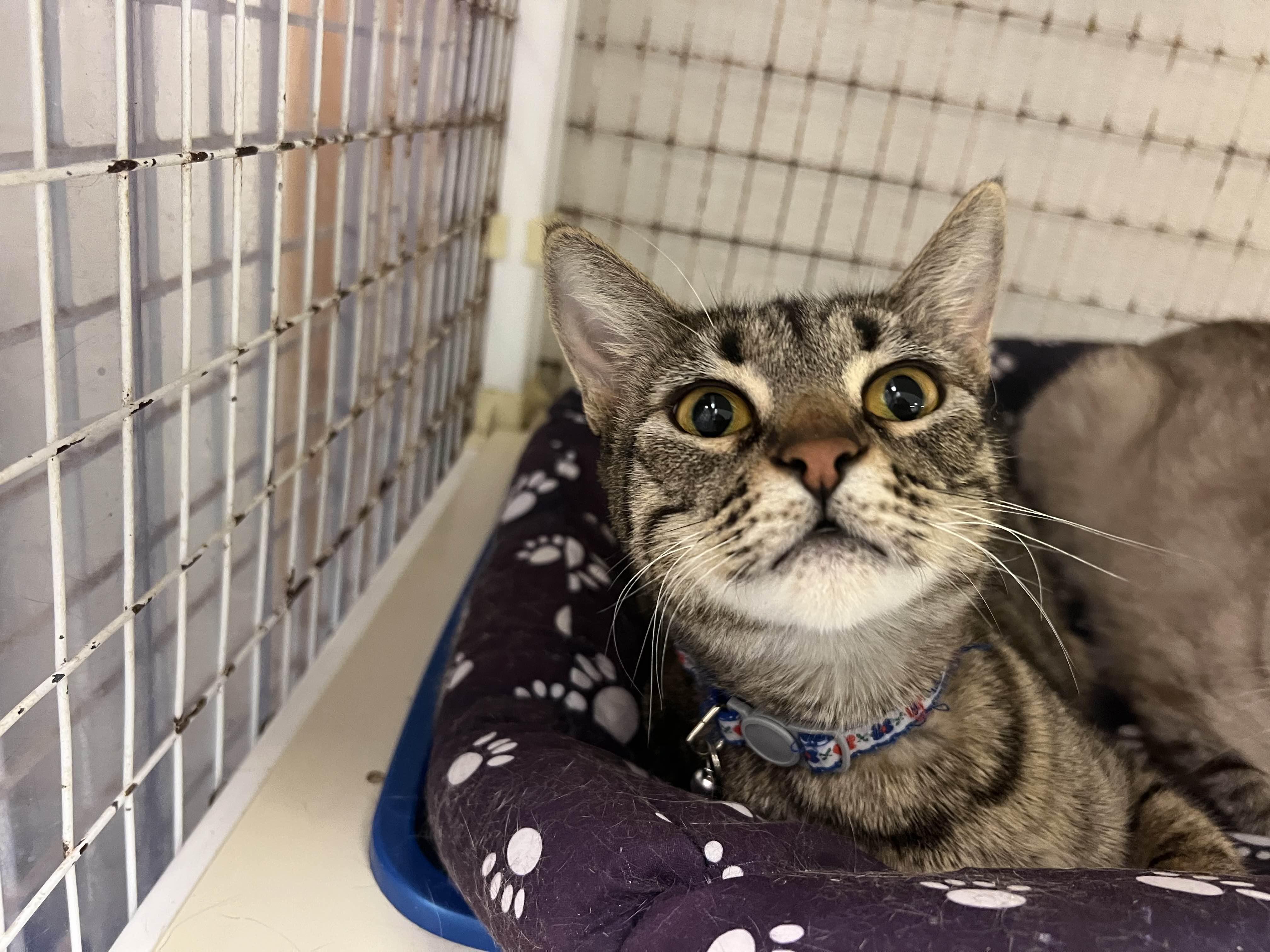 Buster, an adoptable Domestic Short Hair in San Luis Obispo, CA, 93405 | Photo Image 1