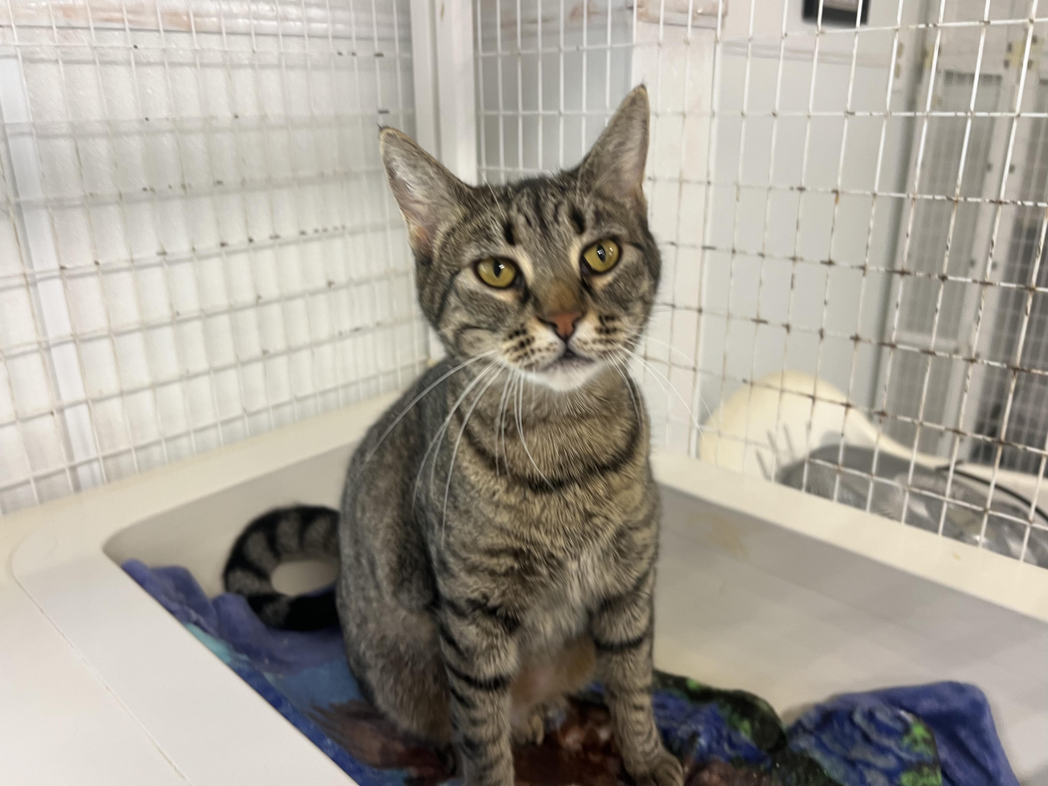 Buster, an adoptable Domestic Short Hair in San Luis Obispo, CA, 93405 | Photo Image 2