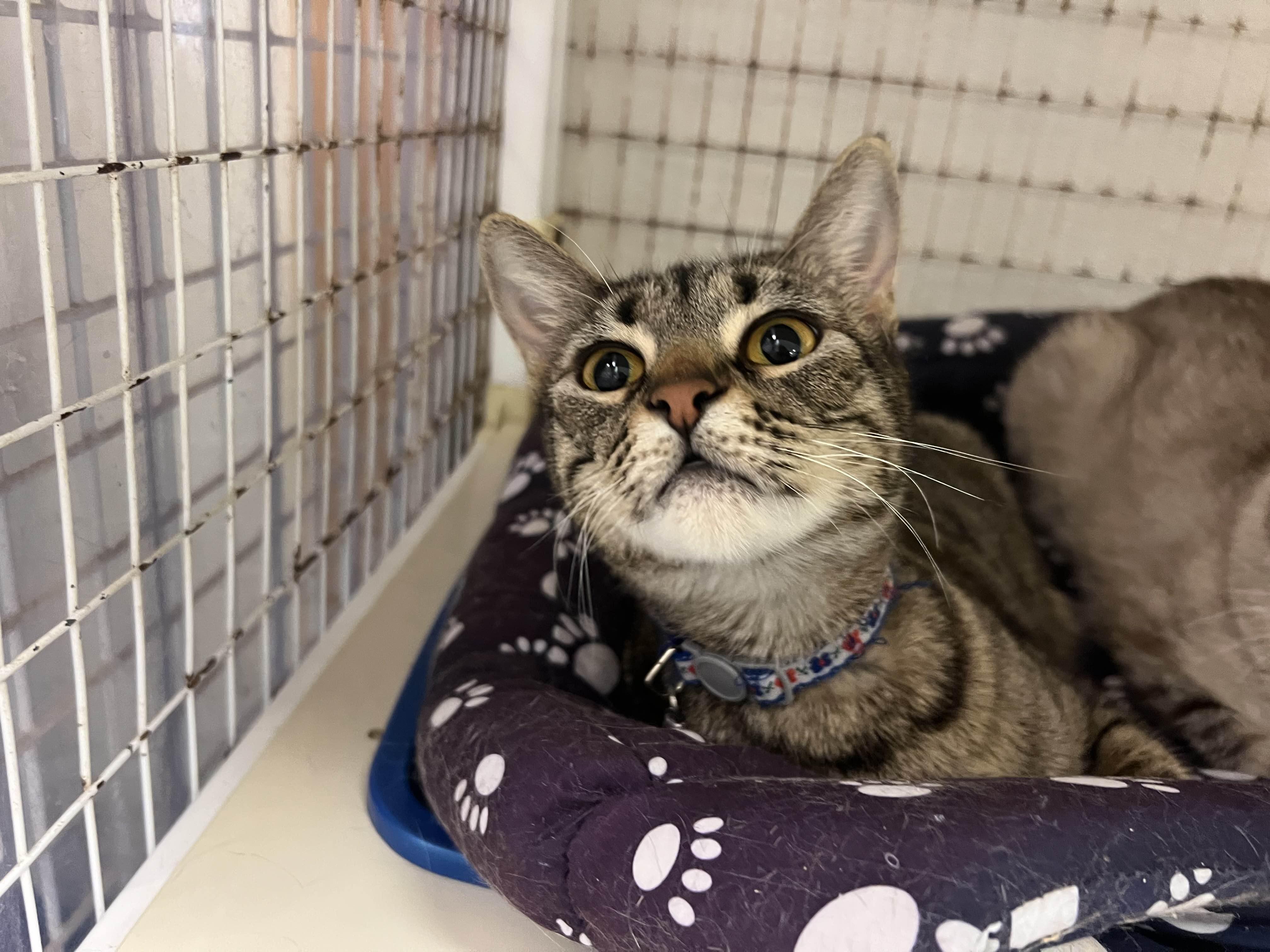 Buster, an adoptable Domestic Short Hair in San Luis Obispo, CA, 93405 | Photo Image 2