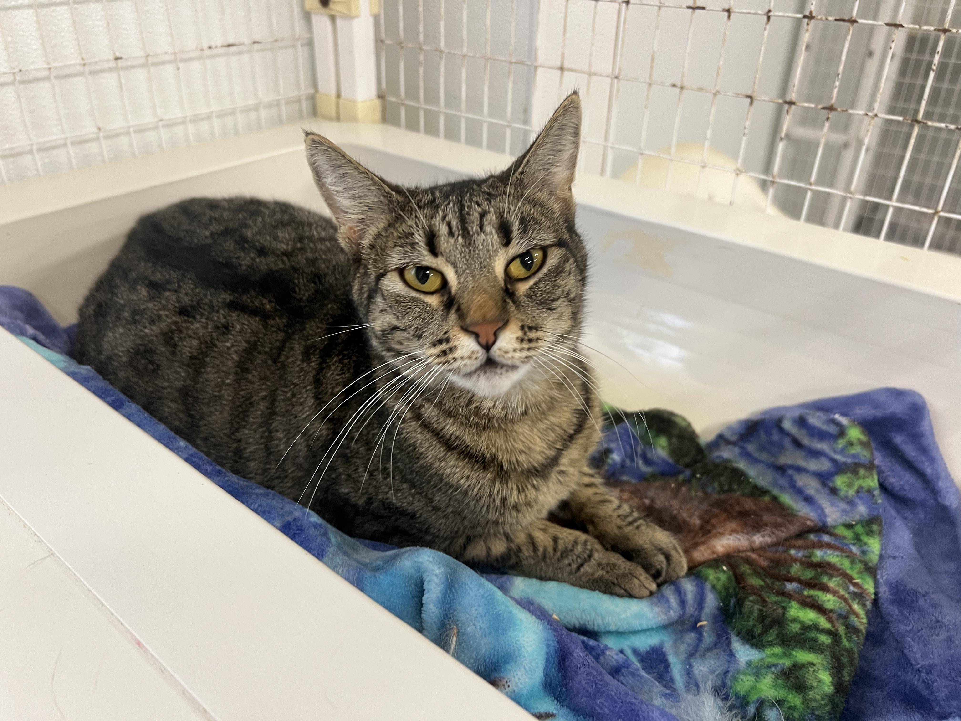 Buster, an adoptable Domestic Short Hair in San Luis Obispo, CA, 93405 | Photo Image 1