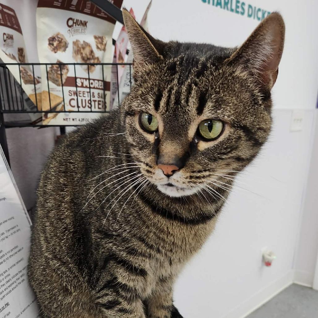 Kevin (Holland Cat Cove), Adoptable, Adult Male Domestic Short Hair.