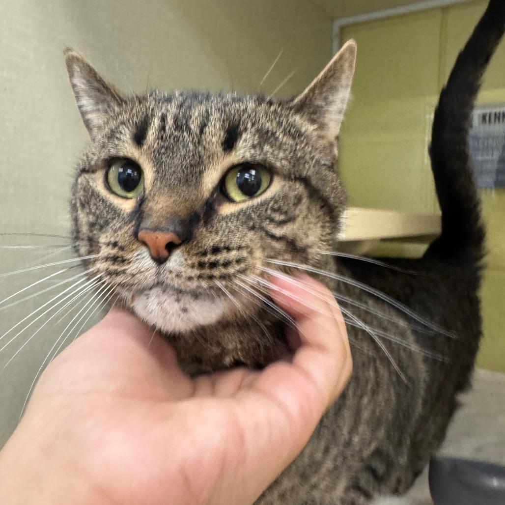 Kevin (Holland Cat Cove), Adoptable, Adult Male Domestic Short Hair.