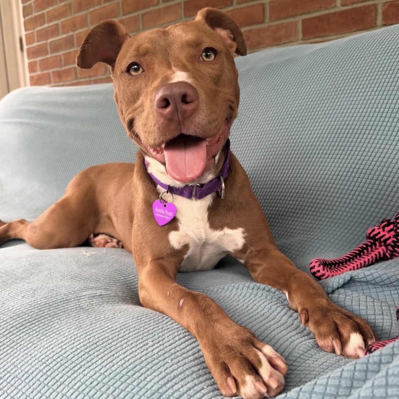 Enlarge Roxy, an adopted mixed breed in Bedminster, NJ image 1/6