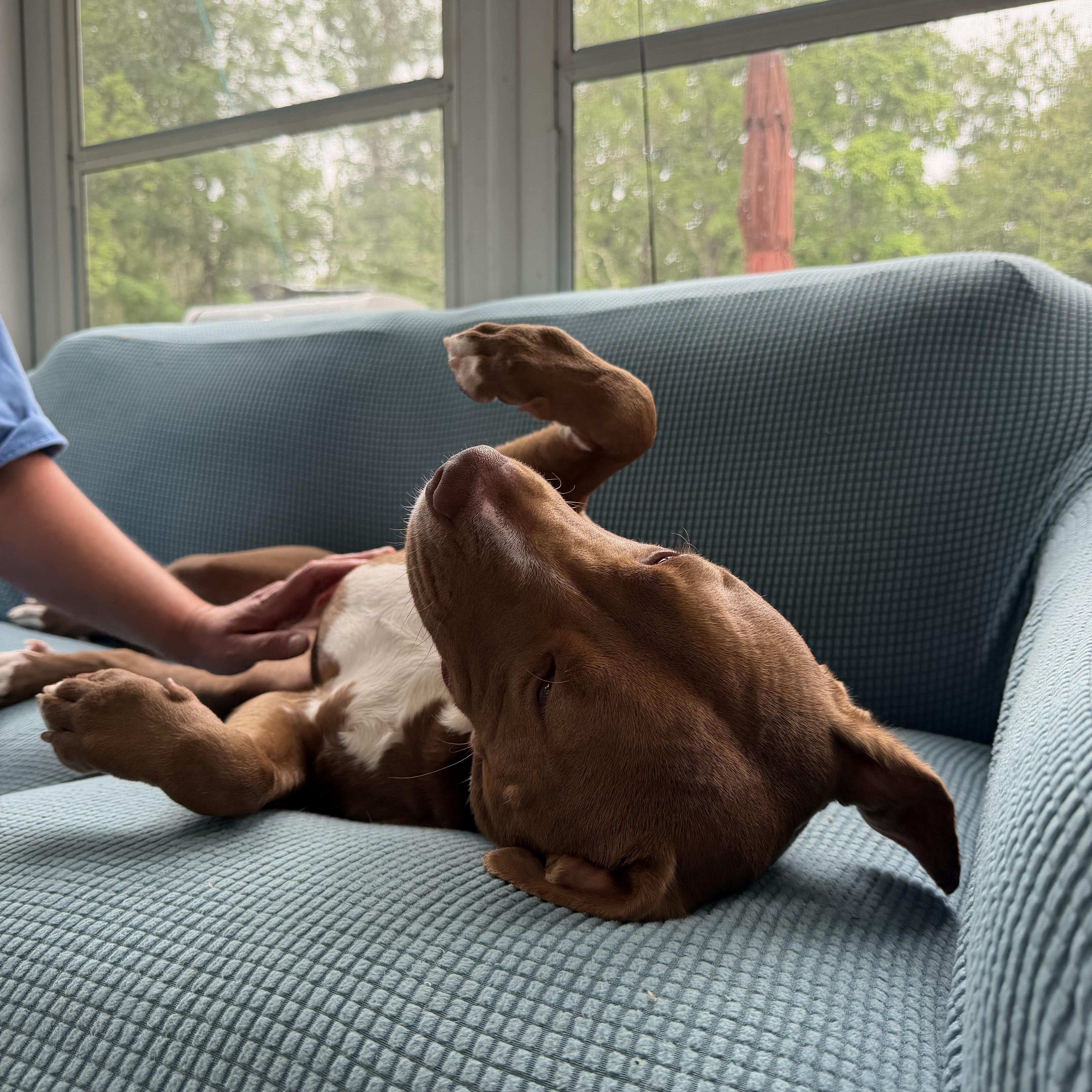 Enlarge Roxy, an adopted mixed breed in Bedminster, NJ image 5/6