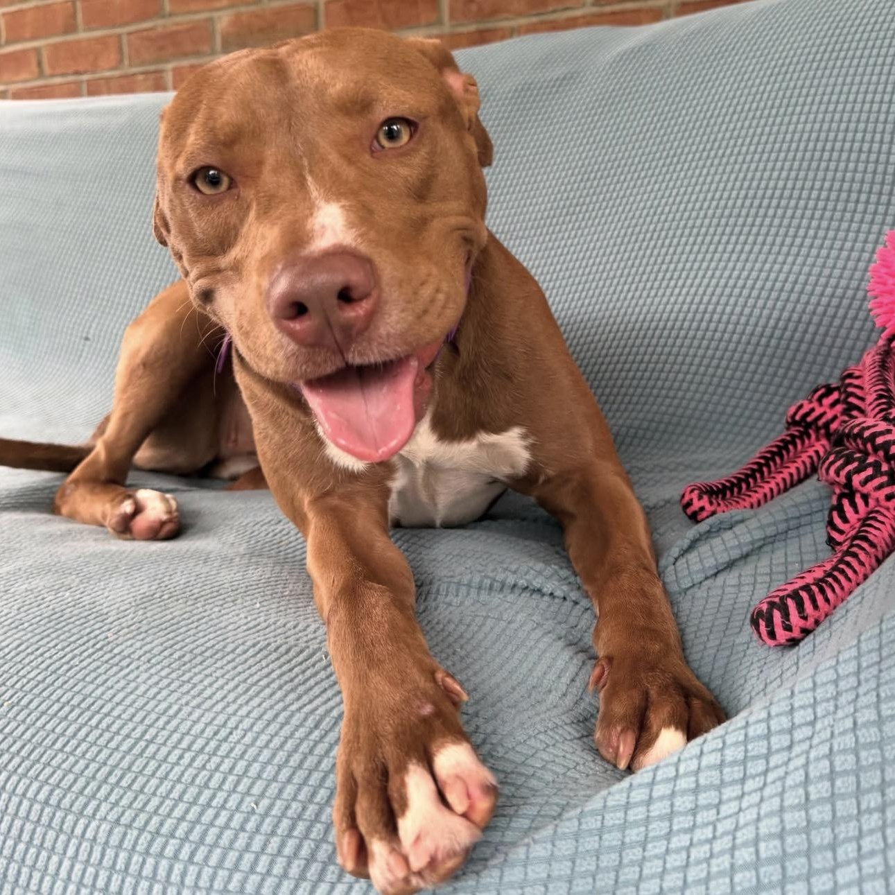 Enlarge Roxy, an adopted mixed breed in Bedminster, NJ image 4/6