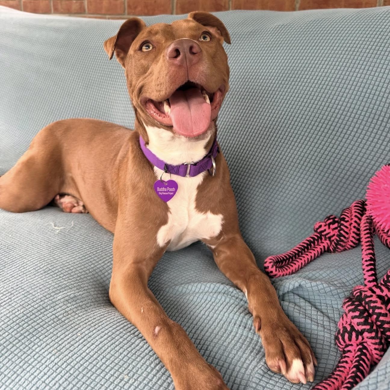 Enlarge Roxy, an adopted mixed breed in Bedminster, NJ image 3/6