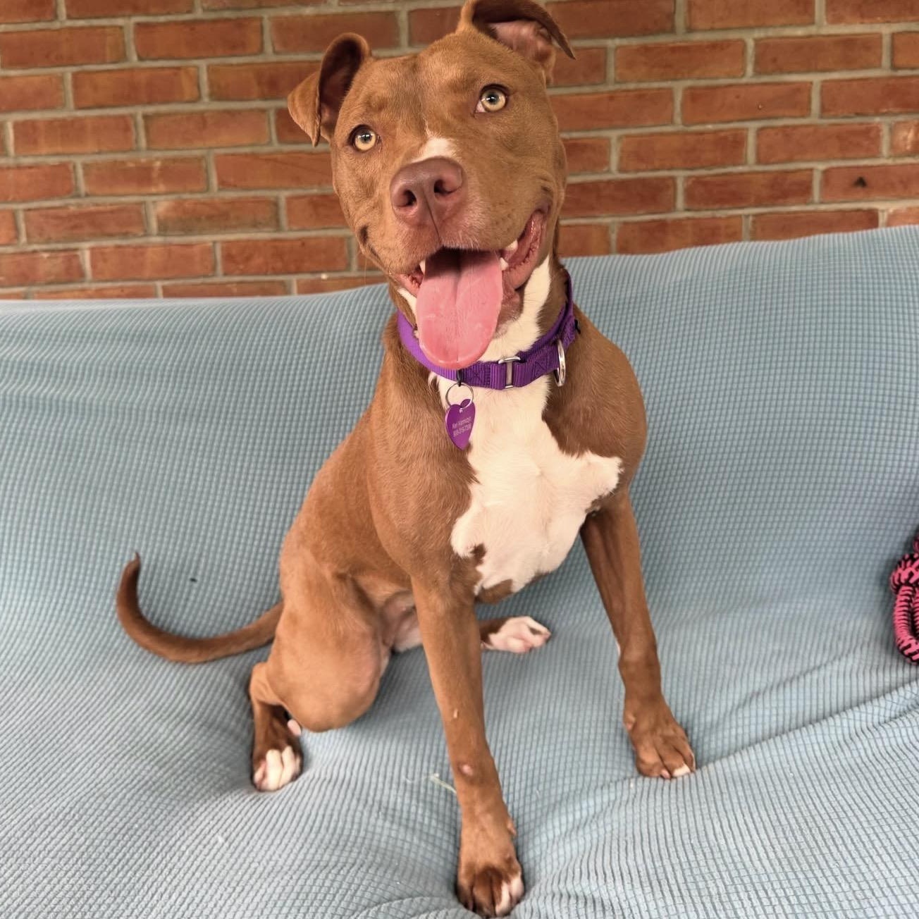 Enlarge Roxy, an adopted mixed breed in Bedminster, NJ image 2/6