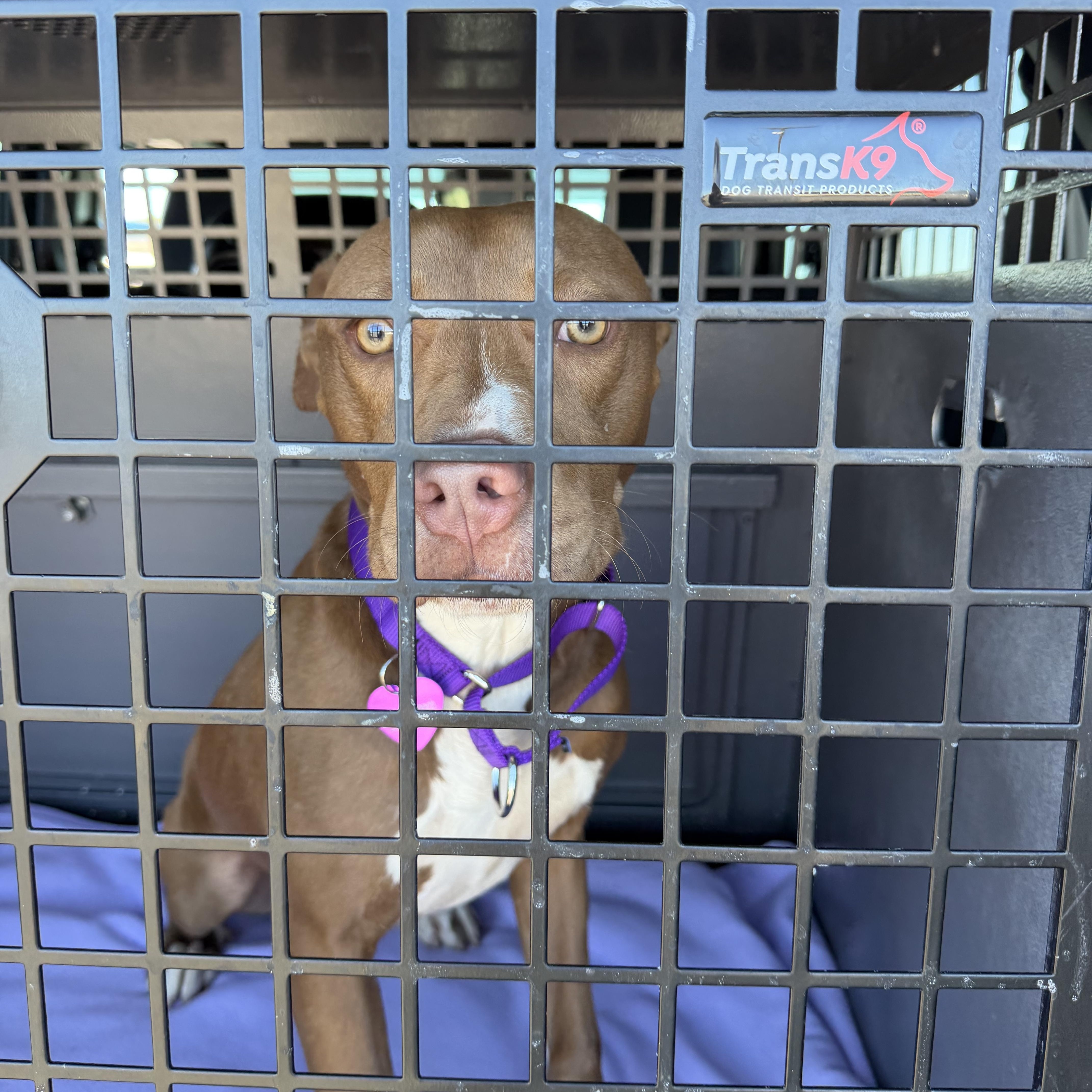 Enlarge Roxy, an adopted mixed breed in Bedminster, NJ image 6/6