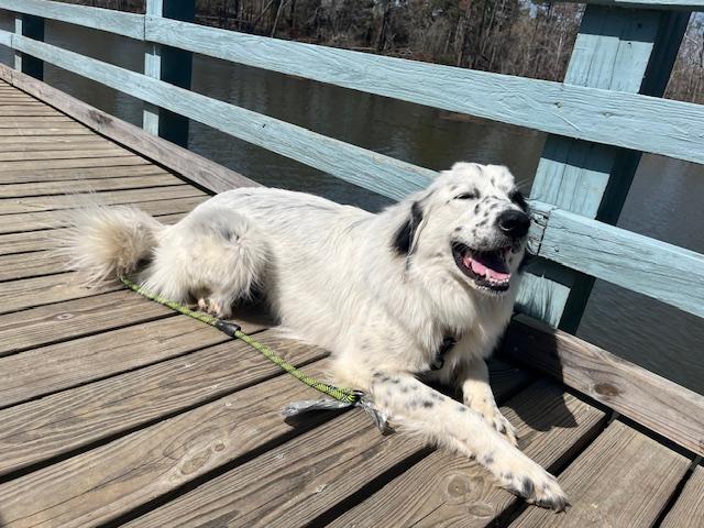 Honey, Adopted, Young Female Border Collie & Great Pyrenees.