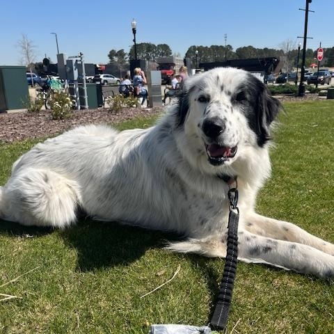 Enlarge Honey, a Adopted mixed breed in Wadmalaw Island, SC image 2/5