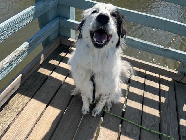 Enlarge Honey, a Adopted mixed breed in Wadmalaw Island, SC image 3/5