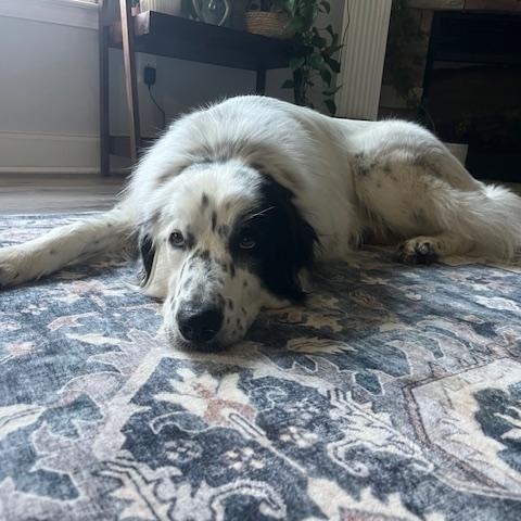 Enlarge Honey, a Adopted mixed breed in Wadmalaw Island, SC image 5/5