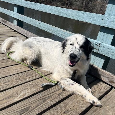 Honey, Adopted, Young Female Border Collie & Great Pyrenees.