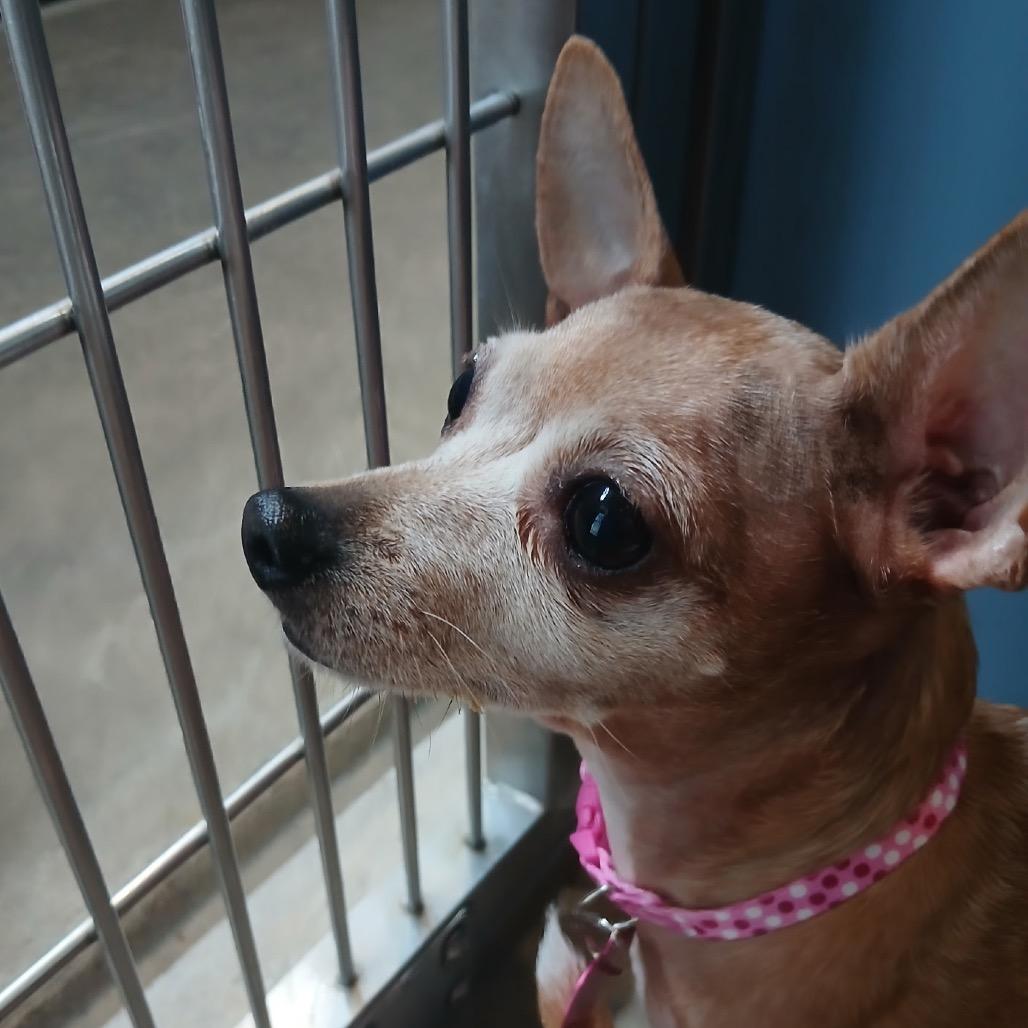 Amber, Adoptable, Senior Female Chihuahua.