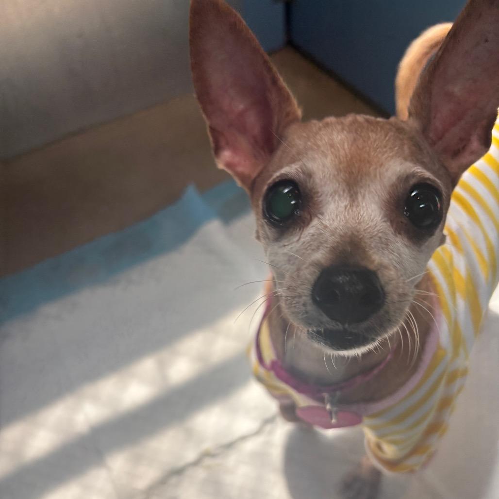 Enlarge Amber, a Adoptable Chihuahua in Philadelphia, PA image 2/6