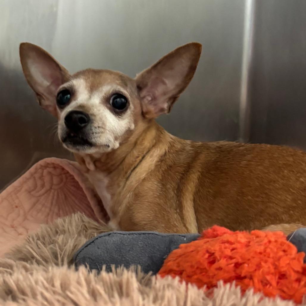 Enlarge Amber, a Adoptable Chihuahua in Philadelphia, PA image 3/6
