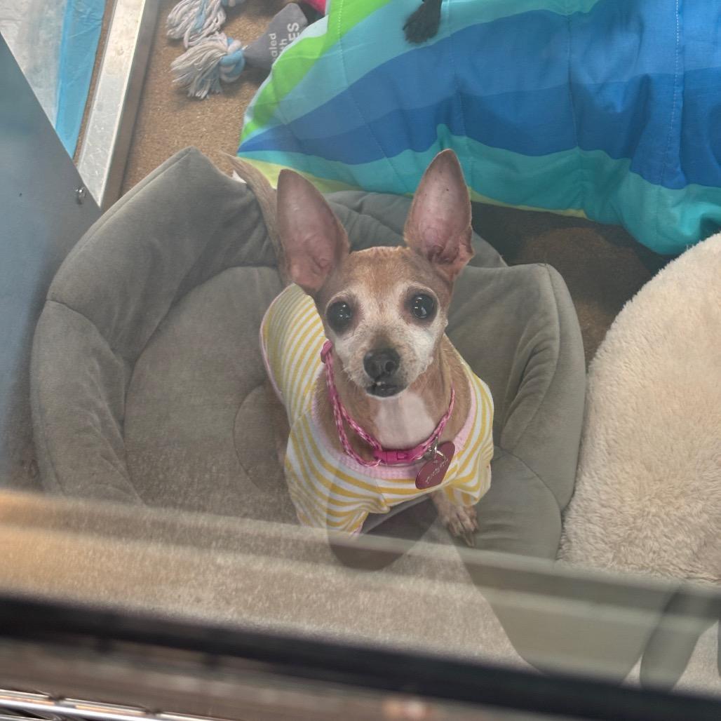 Enlarge Amber, a Adoptable Chihuahua in Philadelphia, PA image 4/6