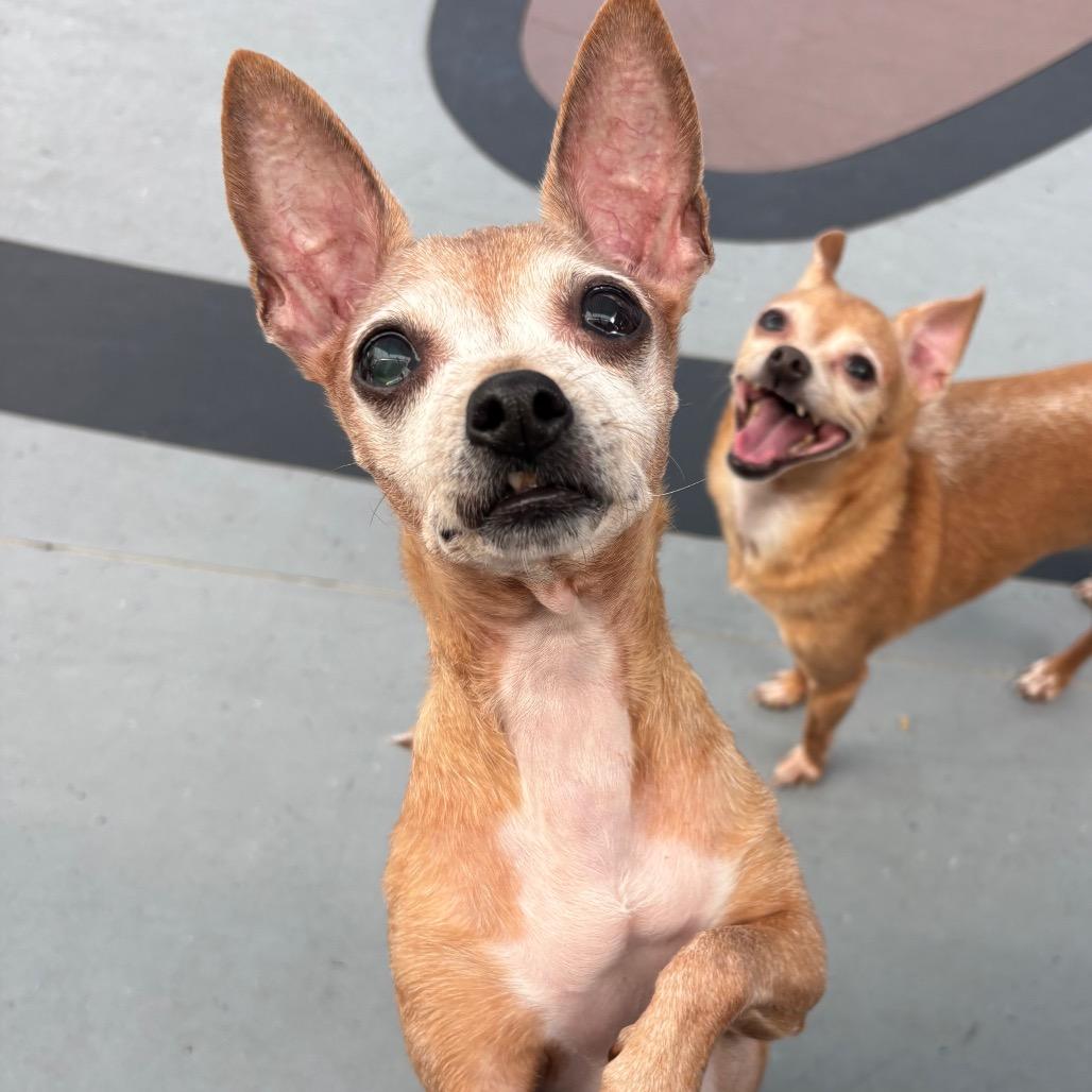 Enlarge Amber, a Adoptable Chihuahua in Philadelphia, PA image 4/6