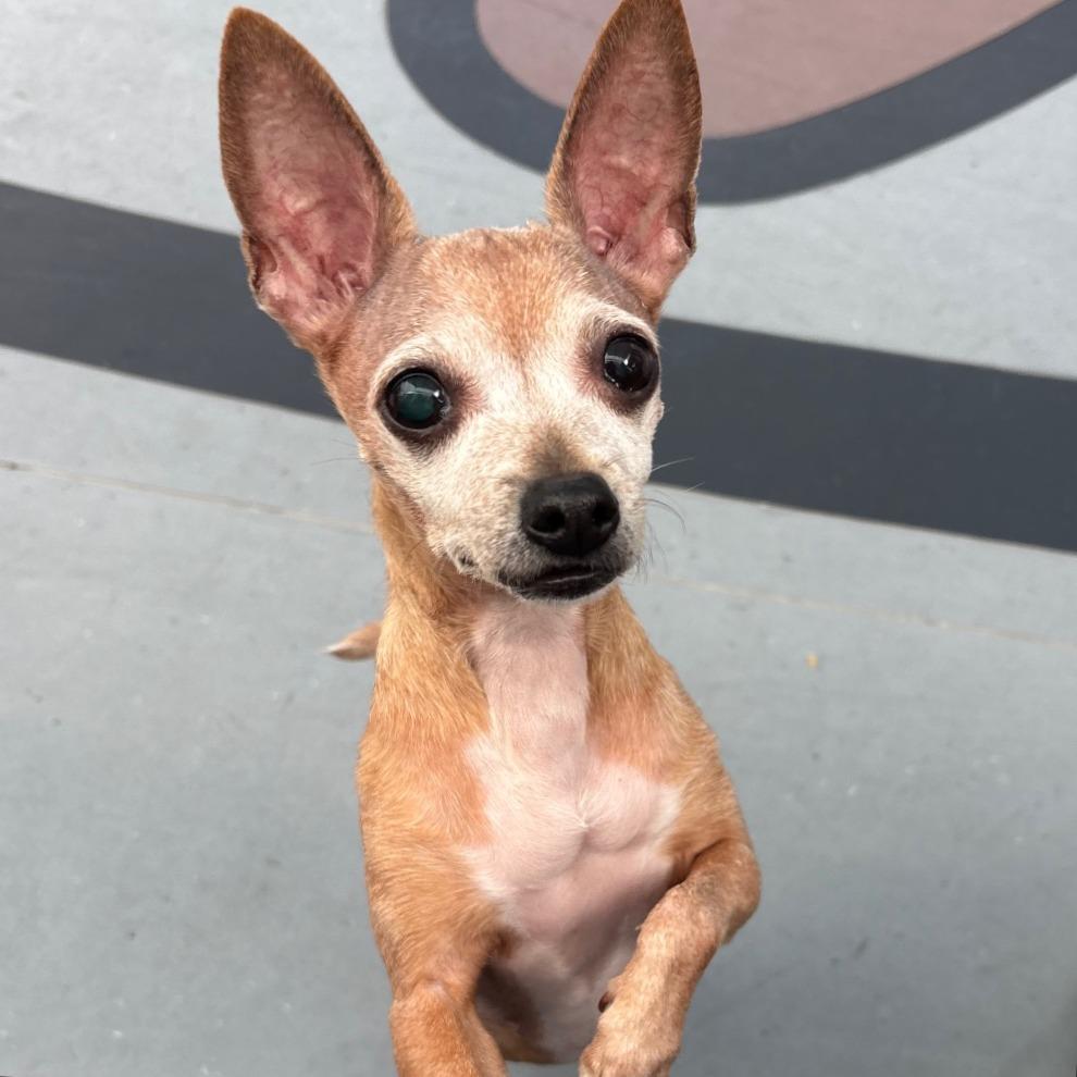 Enlarge Amber, a Adoptable Chihuahua in Philadelphia, PA image 5/6