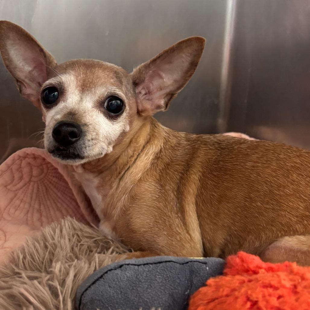 Enlarge Amber, a Adoptable Chihuahua in Philadelphia, PA image 5/6