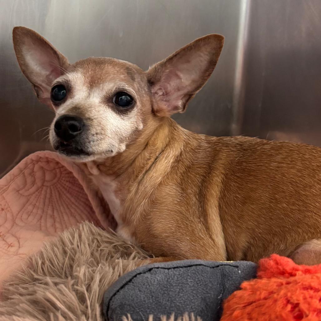 Enlarge Amber, a Adoptable Chihuahua in Philadelphia, PA image 6/6