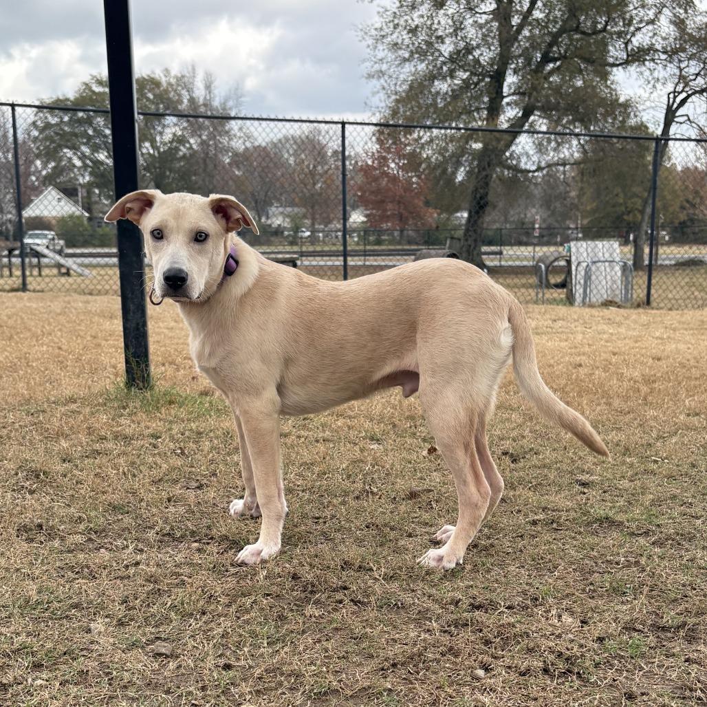 Loki, Adoptable, Young Male Mountain Cur.