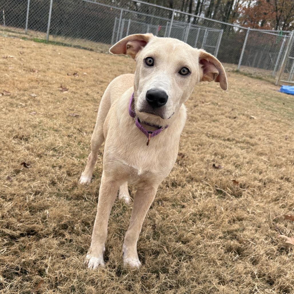 Enlarge Loki, a Adoptable mixed breed in Cabot, AR image 3/4
