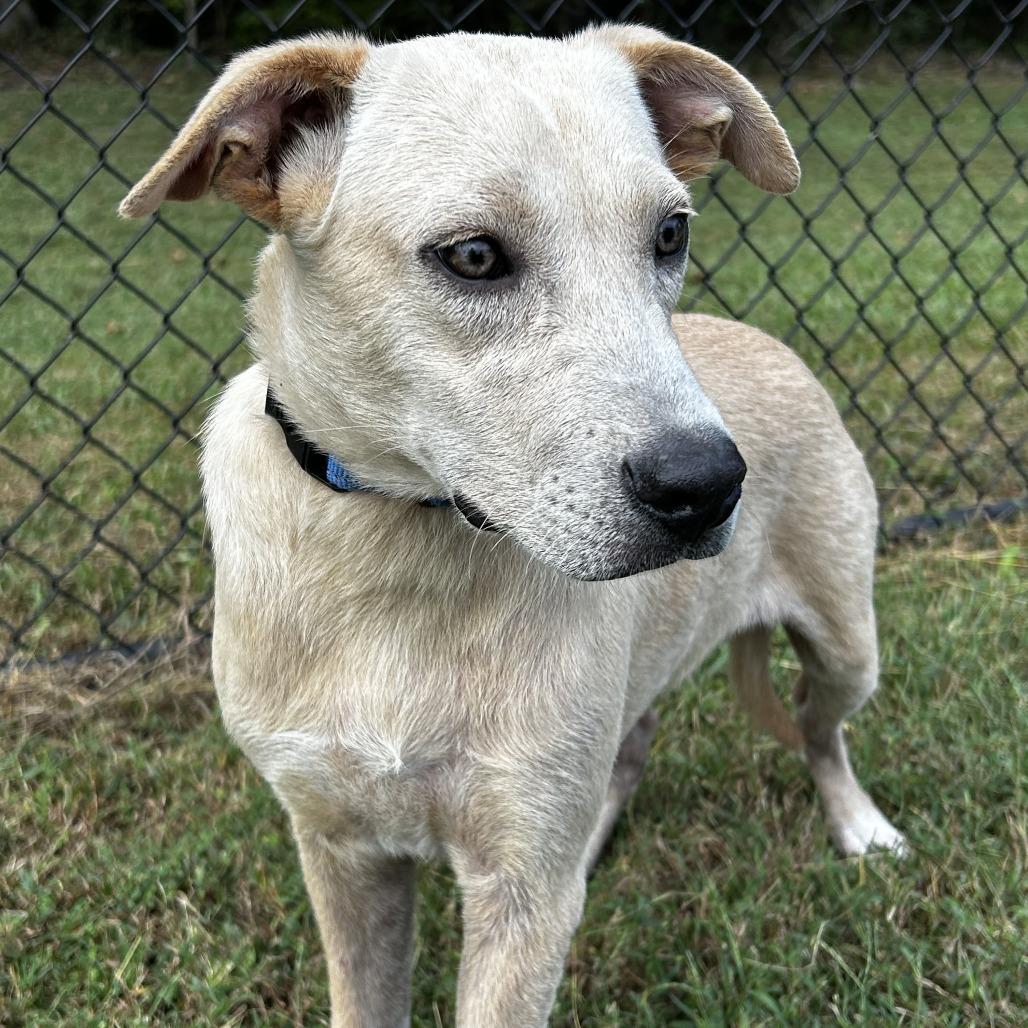 Enlarge Loki, a Adoptable mixed breed in Cabot, AR image 4/4
