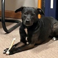 Penny, a Adoptable mixed breed in Monticello, MN image 1/6