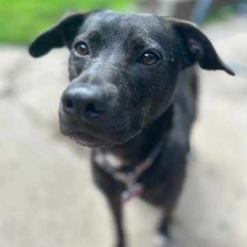 Enlarge Penny, a Adoptable mixed breed in Monticello, MN image 3/4