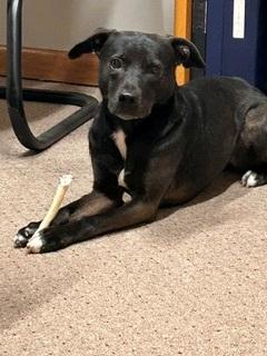 Penny, a Adoptable mixed breed in Monticello, MN image 2/6