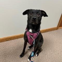 Enlarge Penny, a Adoptable mixed breed in Monticello, MN image 1/4