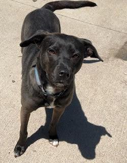 Enlarge Penny, a Adoptable mixed breed in Monticello, MN image 2/4