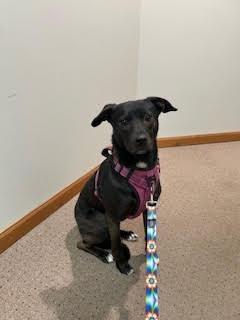 Penny, an adoptable Black Labrador Retriever in Monticello, MN, 55362 | Photo Image 4